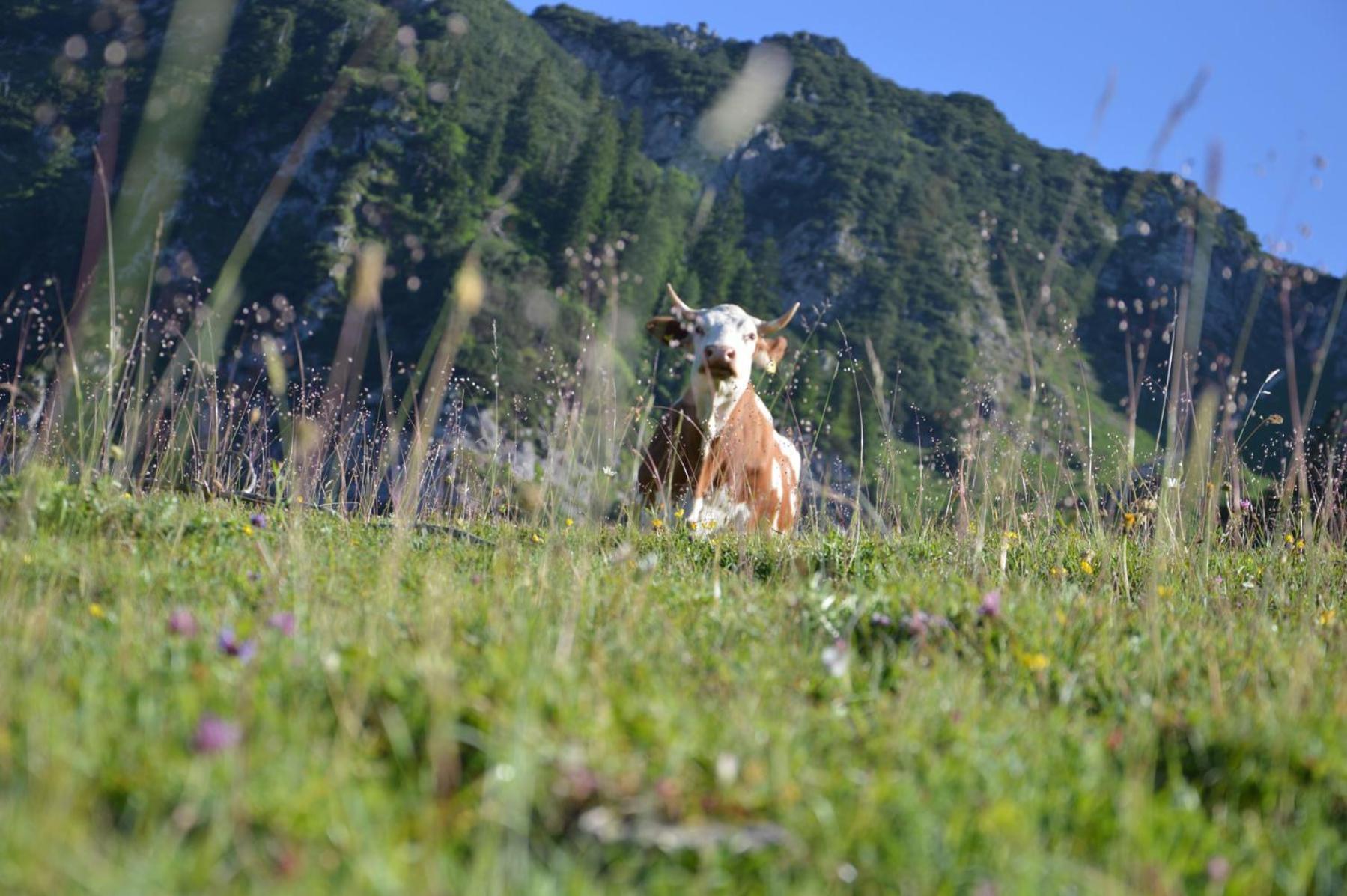 ホテル Bruendling-Alm Berggasthof Auf 1167M Auf Dem Hochfelln ベルゲン エクステリア 写真