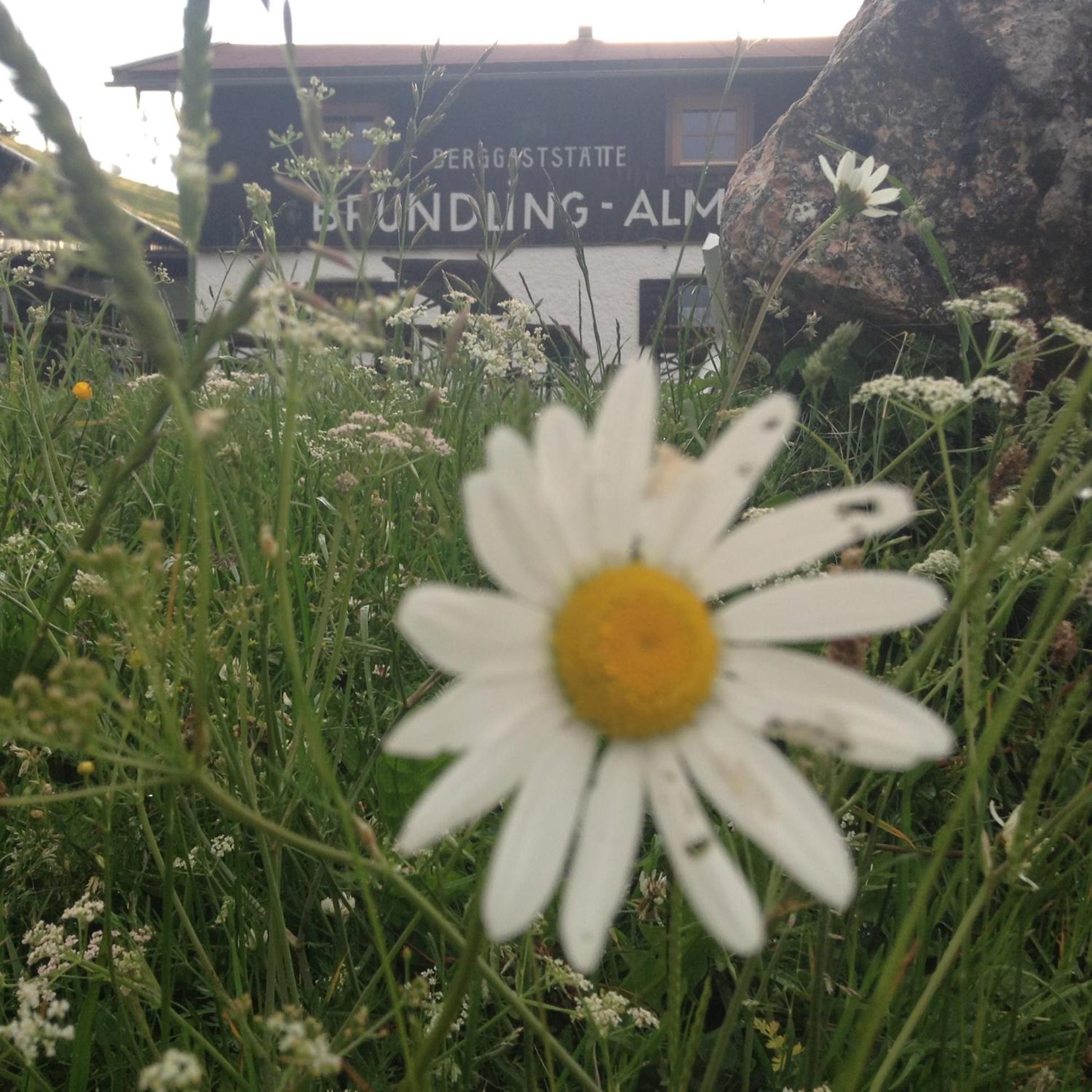 ホテル Bruendling-Alm Berggasthof Auf 1167M Auf Dem Hochfelln ベルゲン エクステリア 写真